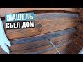 Как избавиться от шашеля. Как эффективно бороться и уничтожить короеда