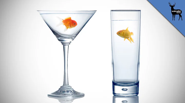 How Do Fish Drink Water?