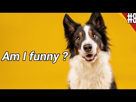 PART #8 | The most Funny clips for Dogs 2021