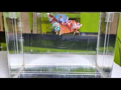 Ikan Cupang Multi Oren Best Full Blok Youtube