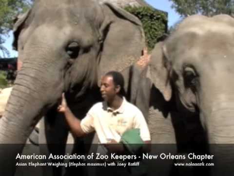 AAZK Elephant Chat