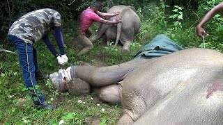 The elephant saved from a deadly trap | elephant saved by humans.#animals #slwildtv