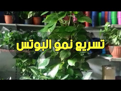افضل سماد لنبات البوتس في الماء تسميد نبات البوتس تسريع نمو نبات البوتس