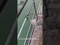 Smashing Rust with a CHAIN?! ⛓️ Why is this so Satisfying? 💥 #restoration #oddlysatisfying