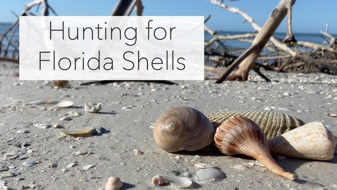 Looking for Sea Shells in Florida. What Beautiful Sea Shells Will be on the  Beach Today? 