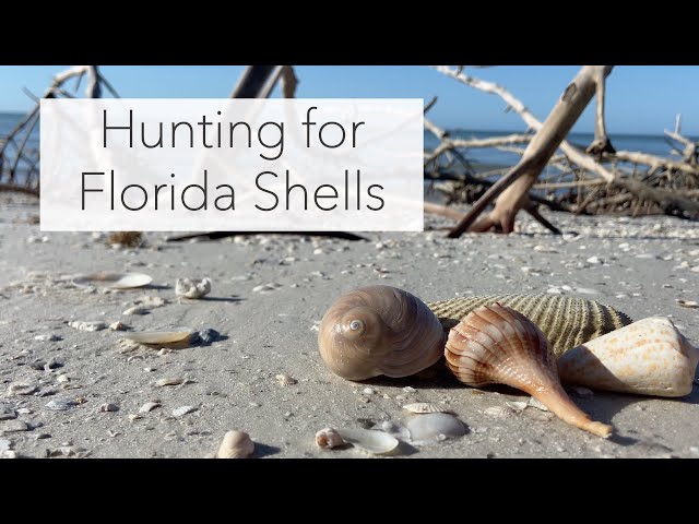 Florida Shell Tour at Low Tide. 3 Islands - One Awesome Tour Finding Shells  