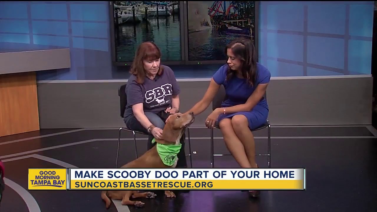 Rescues in Action Scooby Doo YouTube