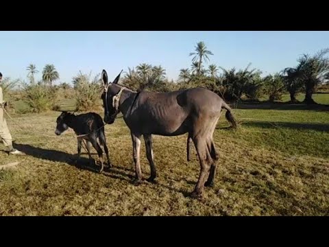 Donkey Roster donkey meeting with big mohra donkeys new york roster 2022 - YouTube