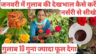 Best fertilizer for rose plant flowering .Rose plant care and growing tips.