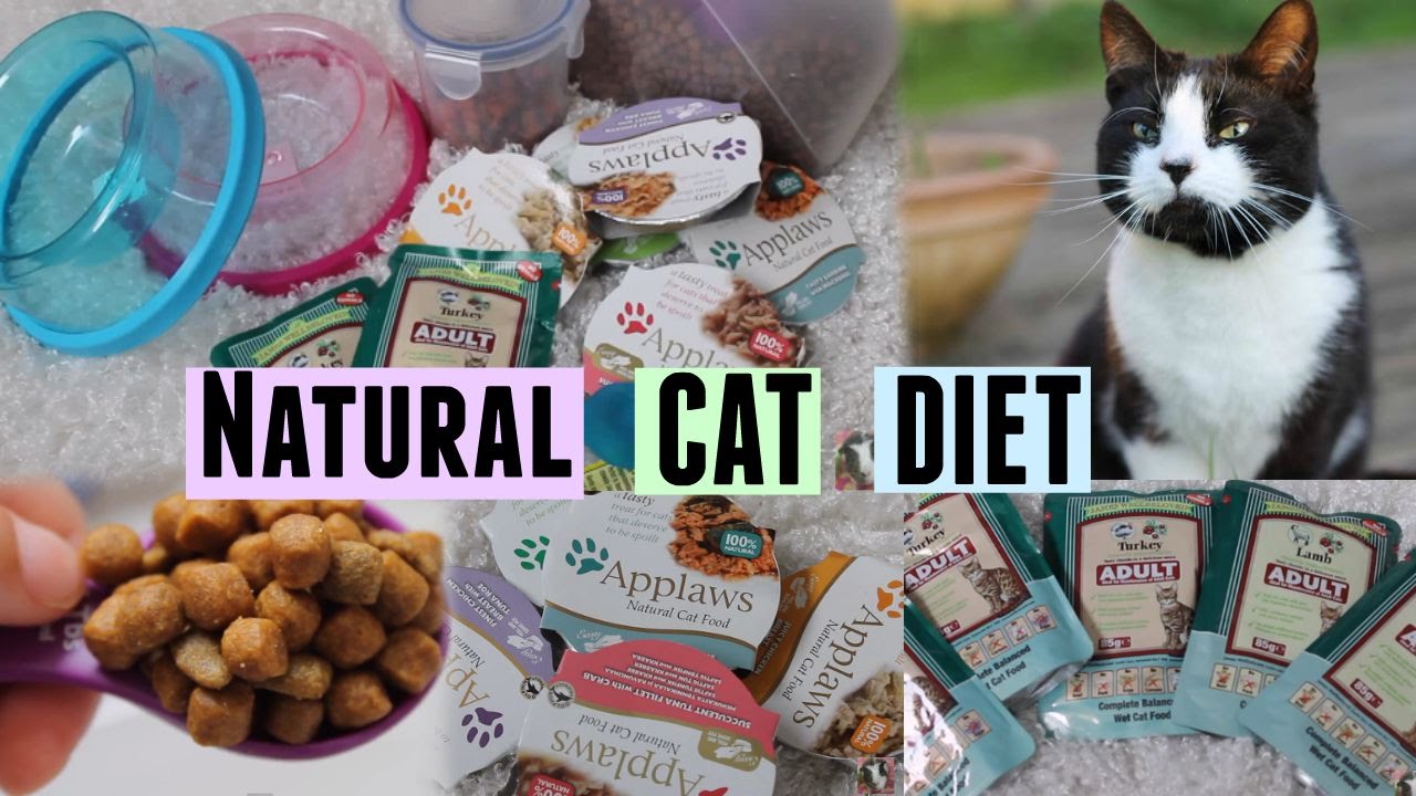 Healthy Cat Diet | July 2014 - YouTube