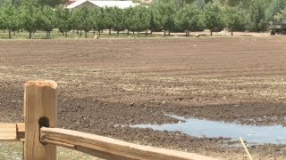 Drought hits part of ABQ Bio Park farm