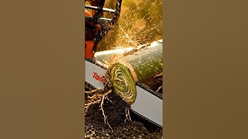 Root Split #asmr #wood #satisfying #shorts