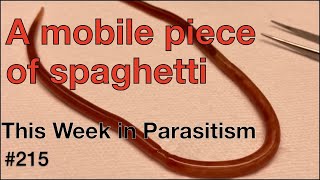 TWiP 215: A mobile piece of spaghetti