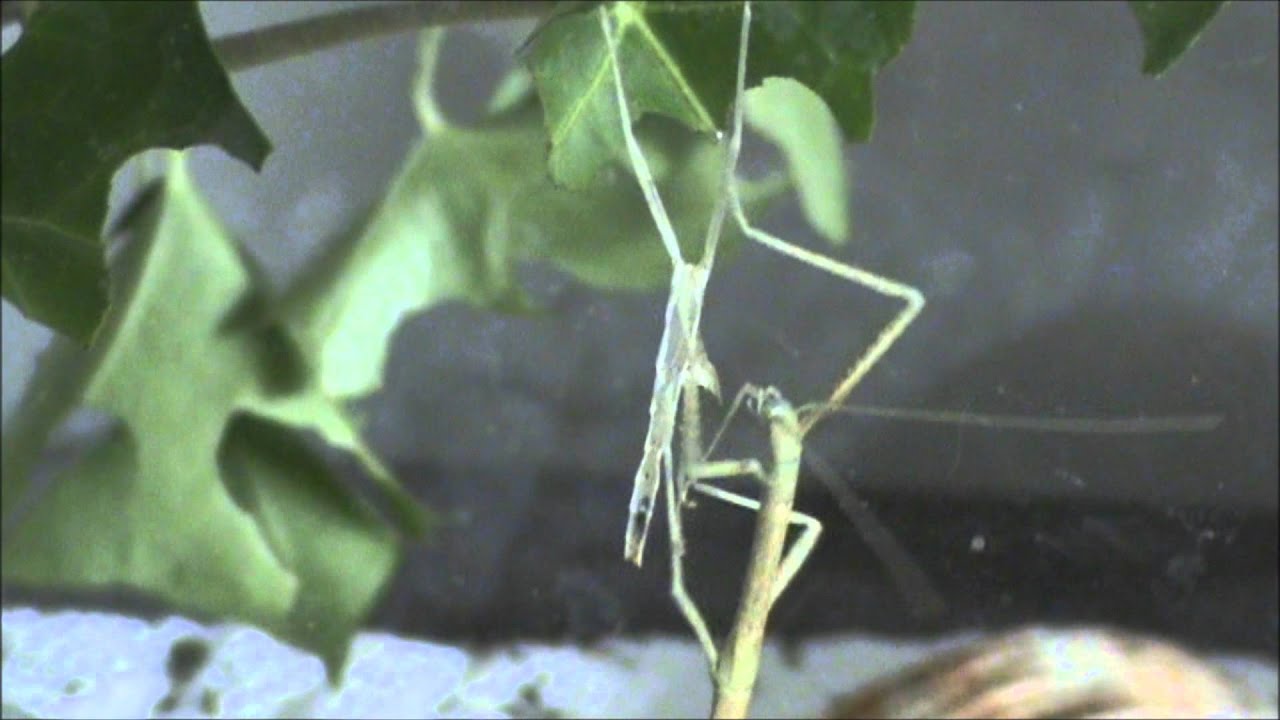 Stick Insect (PSG1) - Prt.1 - YouTube