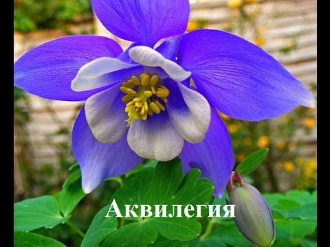 Что можно пасадить в тени Цветы в тени сада