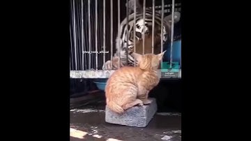 Cat punching tiger🐯🔥🐱
