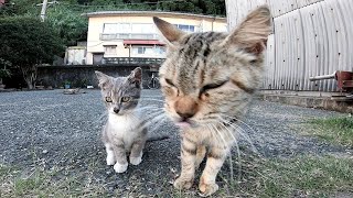 何にでも興味津々な野良子猫の縄張りパトロールが可愛過ぎる