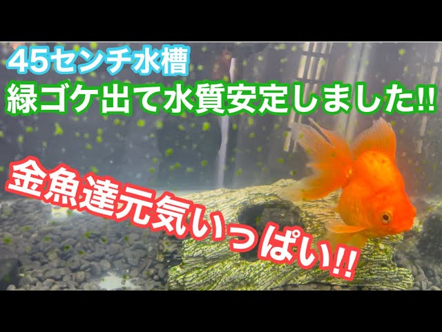 金魚45センチ水槽】緑ゴケ出て水質安定しました‼︎【金魚達元気