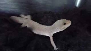 Mack Snow Patternless Leopard Gecko