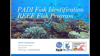 PADI Fish Identification and REEF Fish Program 1