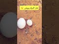 هل الديك يبيض بيضة الديك بيض ديك اكسبلور طيور دجاج دومة الجندل 
