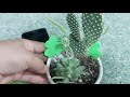 #succulent plant ^^ #サボテン【多肉植物の育て方】水やり  ★多肉植物★   #多肉植物水やり#mixsenđá #cảitạosen