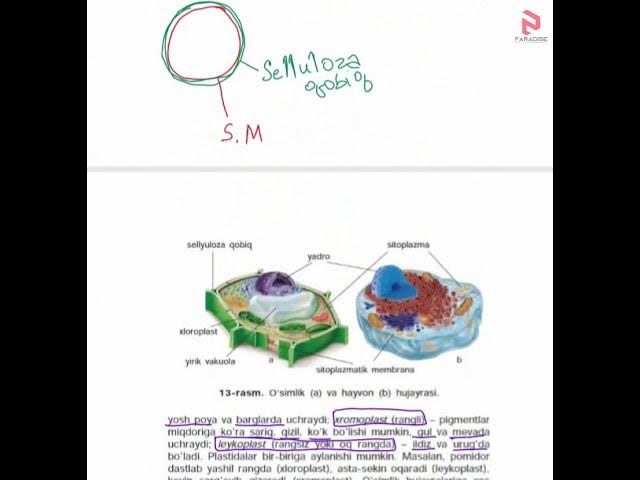 Asosan tabiiy hukmronlikning guruchlari Asosan tabiiy hukmronlikning guruchlari