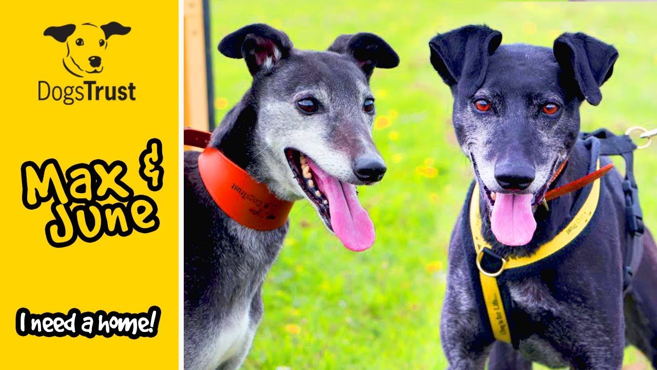 england traduccion Adorable Lurchers Max & June are Looking for Loving Homes | Dogs Trust Harefield