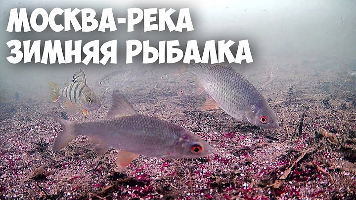 СТОЛЬКО РЫБЫ Я НЕ ОЖИДАЛ УВИДЕТЬ КОГДА ОПУСТИЛ КАМЕРУ. МОСКВА-РЕКА. ЗИМНЯЯ РЫБАЛКА.