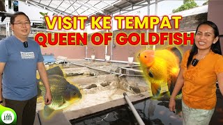 GREBEK REZA GOLD FISH FARM!  TEMPATNYA QUEEN OF GOLDFISH