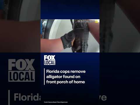 Gator removed from home