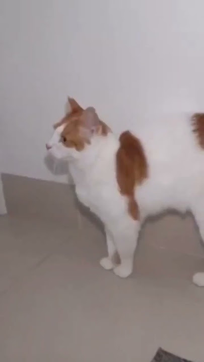 Ғашық болған жұптың секс видеосы Кристи Кленот порно видео