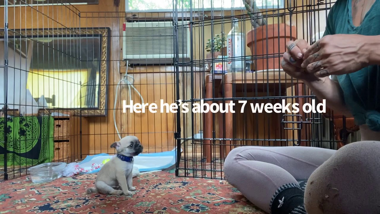 Chug puppy training progress - YouTube