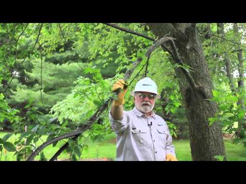 How to Mend a Broken Branch on an Ornamental Tree : Tree Trimming & Care