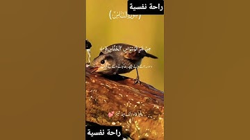 سورة الناس #اكسبلور #قرآن #المصحف #duet #تيك_توك #دويتو #لايك #حالات_واتس #bhfyp #راحة_نفسية #fyp