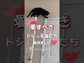 どんくさい不器用な猫たちが可愛すぎ！ #海外 #動物 #funnyanimals