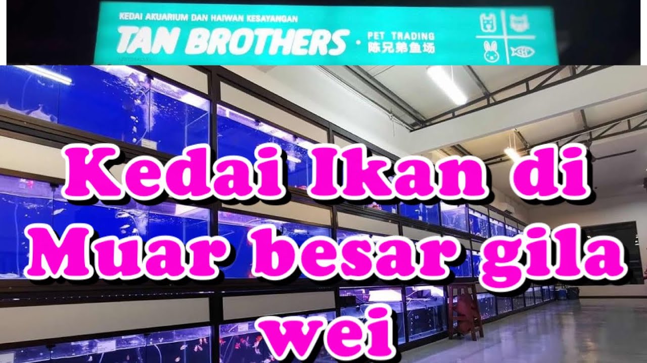 Kedai Ikan yang POPULAR di Muar // Tan Brothers// Murah gila barangan