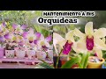 Mantenimiento a mis ORQUÍDEAS | cuidados especiales luego de una floración