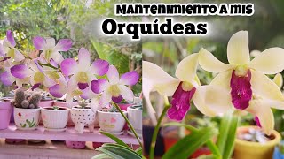 Mantenimiento a mis ORQUÍDEAS | cuidados especiales luego de una floración