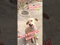 अब से वीडियो नहीं बनाऊंगा 😭 कुत्ते 🐕 ने काट लिया #trandingshortsvideo #viralvideoshorts #shortsfeed