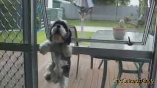 Dogs Running And Fooling Around Compilation 2014 [NEW] by TheCutenessCode 2,393 views 9 years ago 3 minutes, 37 seconds