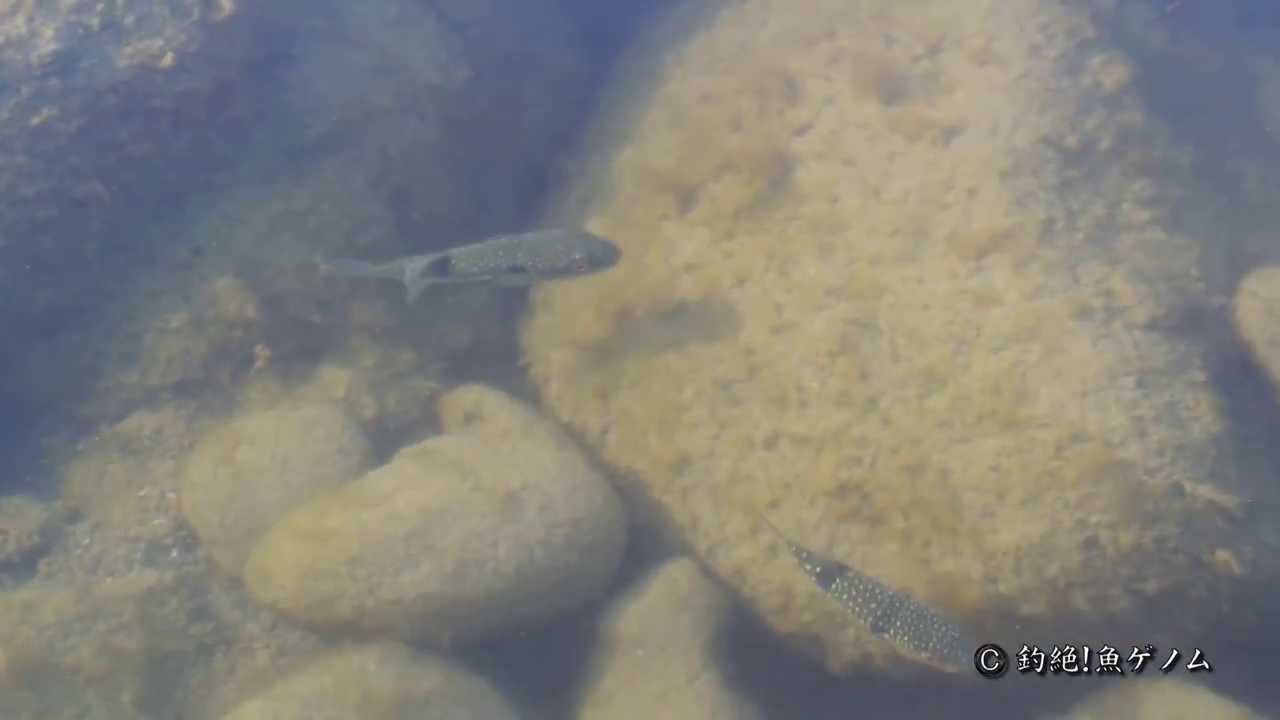 クサフグ専門 釣絶 魚ゲノム