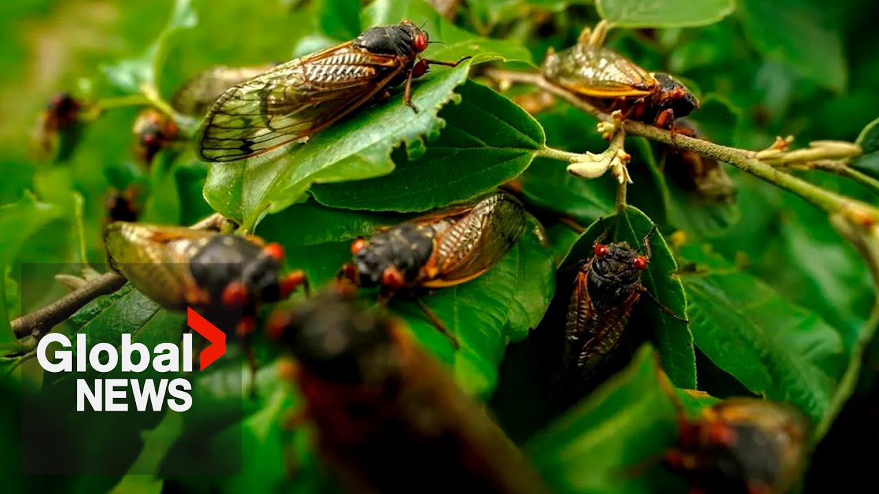 Trillions of cicadas start to emerge across US, some so loud residents are calling police