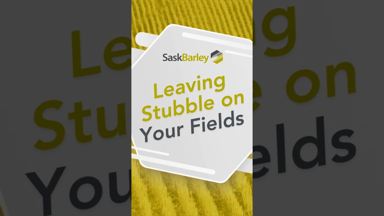 Leaving Stubble on Your Field with Brent Johnson | SaskBarley | 