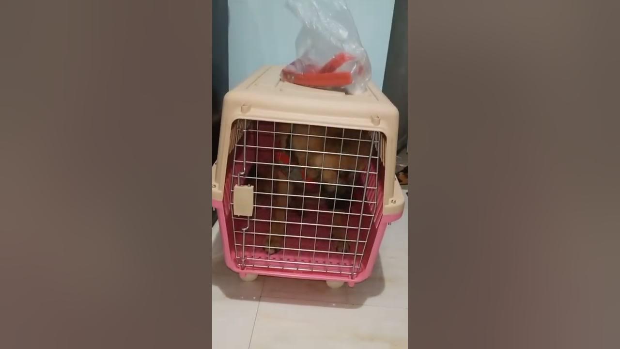 Murang Cage sa Cartimar (Travel with your dog) 😊 YouTube
