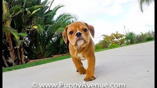 Buster the Handsome Male English Bulldog Mix Puppy for adoption in Southern California.