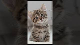 Самые милые фото котят🥰🥰 #shorst screenshot 5