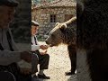 A Bear Came Too Close… But He Didn’t Move 😳