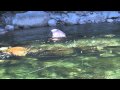 Fly fishing emerald waters  eel encounters