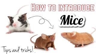 How to introduce mice! Tips and tricks!